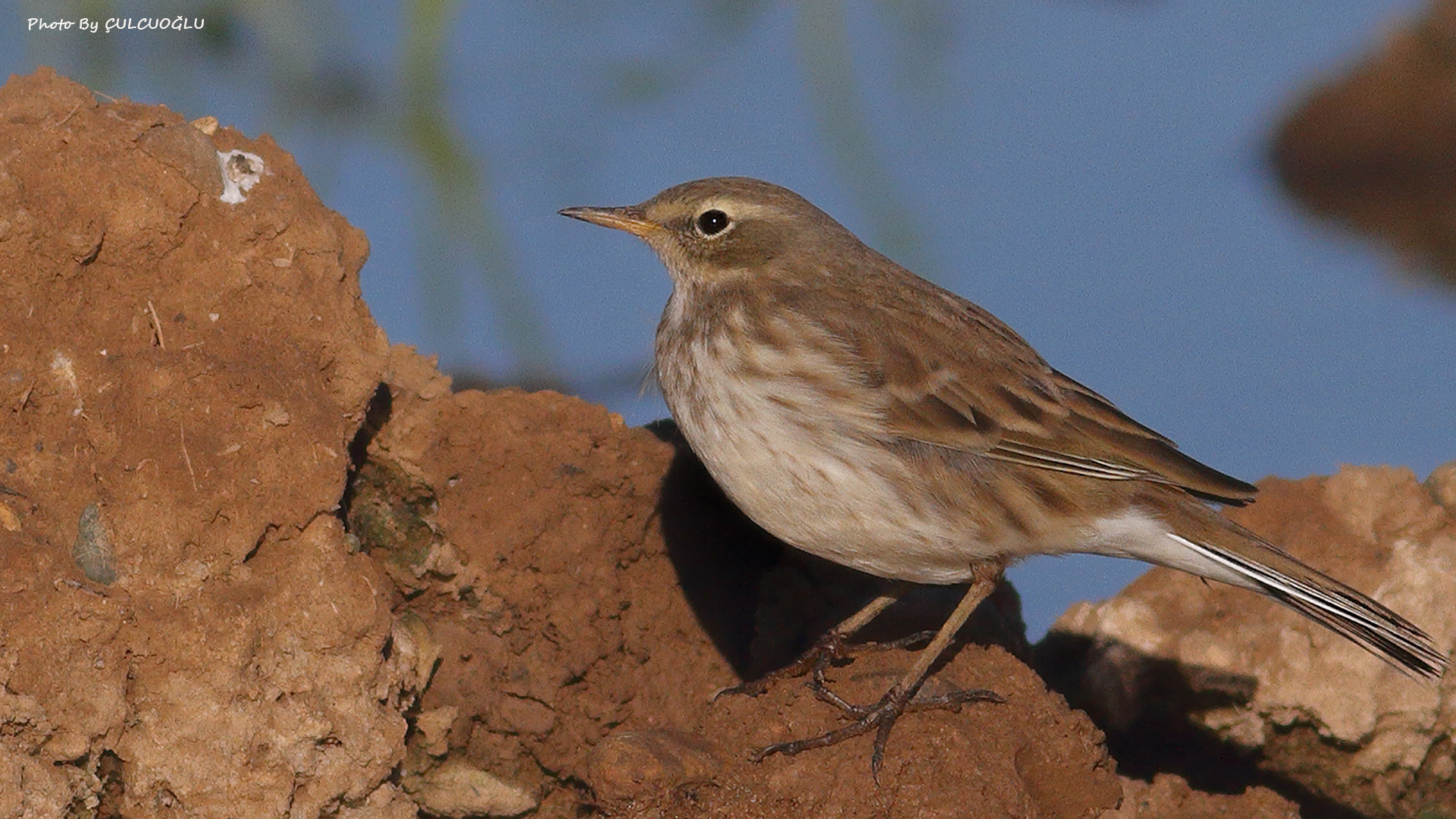 Water Pipit